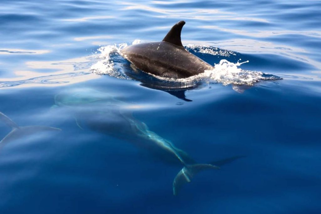 Výhled na delfíny na Tenerife
