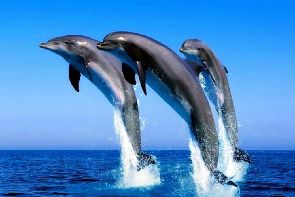 Výhled na delfíny