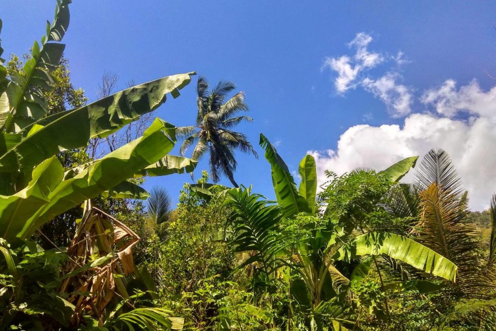 Palmové stromy na Bali