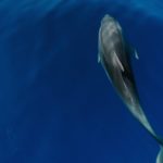 Výhled na delfíny na Kanárských ostrovech