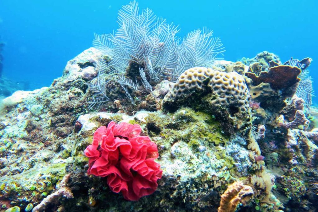 Potápění na Bali, podmořský svět