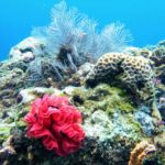 Potápění na Bali, podmořský svět