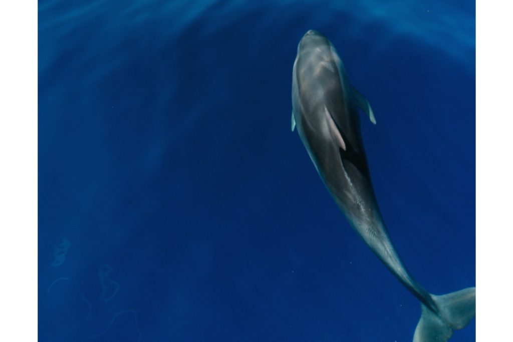 Delfín na Tenerife