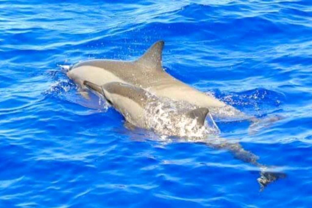 delfíni v africe