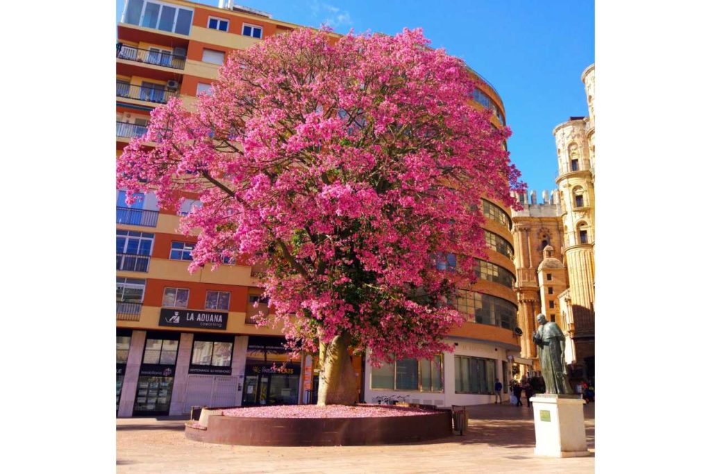 Rozkvetený strom Málaga