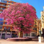 Rozkvetený strom Málaga
