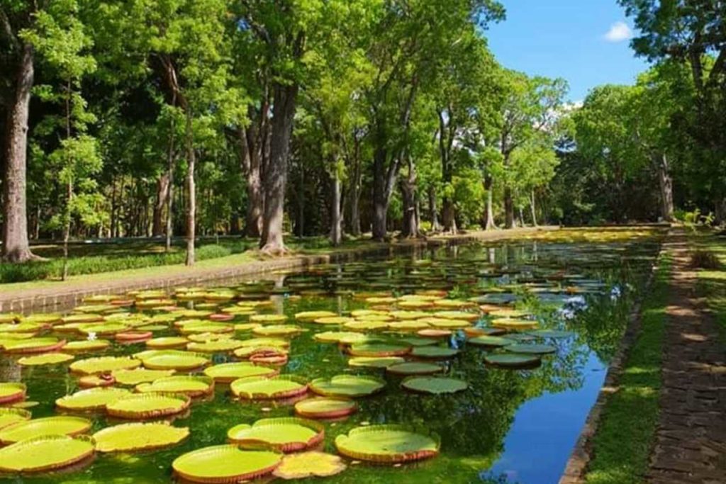 Královské lekníny v botanické zahradě na Mauriciu