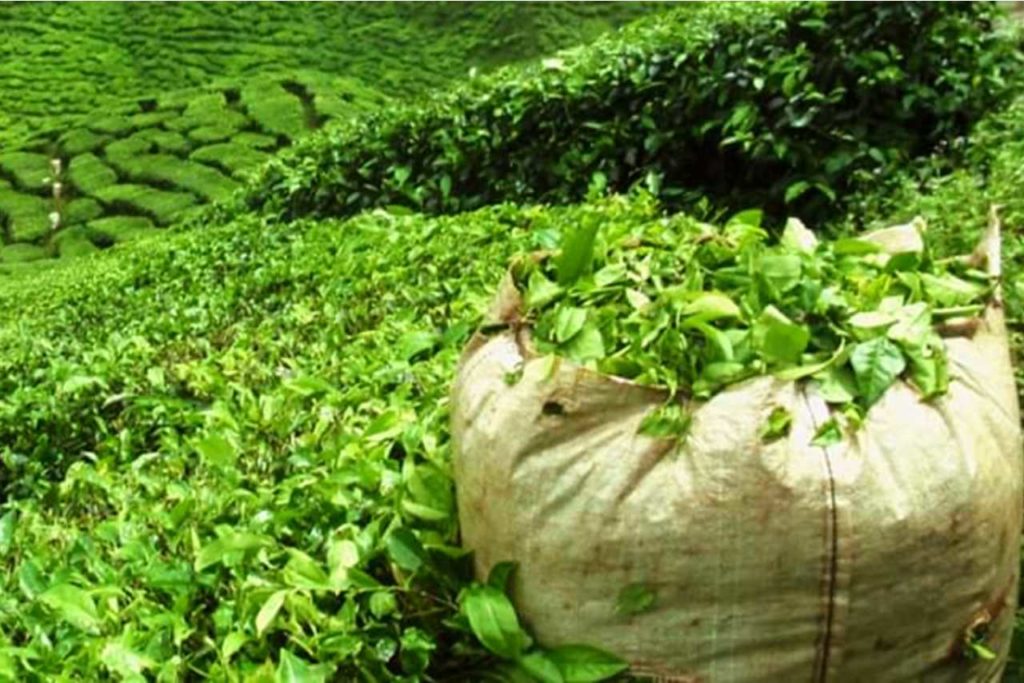 Čaj na čajové plantáži na Mauriciu