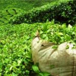 Čaj na čajové plantáži na Mauriciu