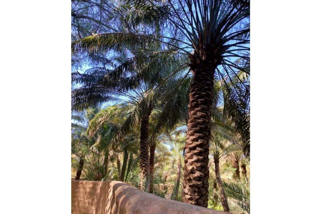 Datlové palmy v Emirátech