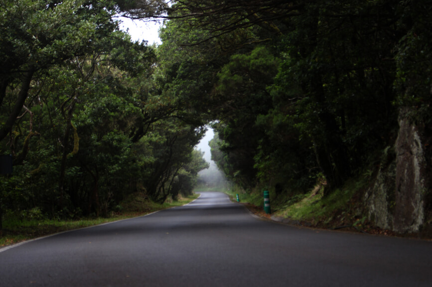 Cesta v pralesu Anaga