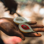 Muškátový oříšek na farmě s kořením na Zanzibaru