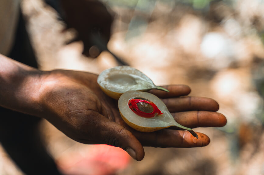 Muškátový oříšek na farmě s kořením na Zanzibaru