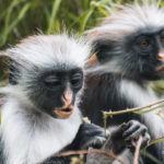 Opice Red Colobus na Zanzibaru