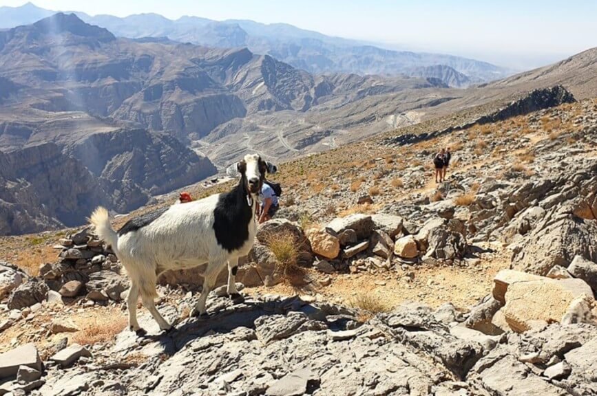 Kozy v horách v Emirátu Rás al-Chajma