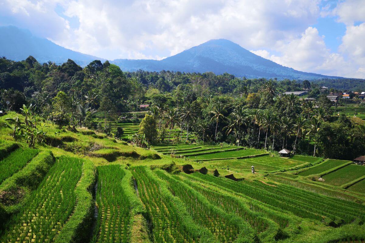 Rýžové terasy na Bali