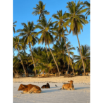 Krávy na pláži Zanzibar