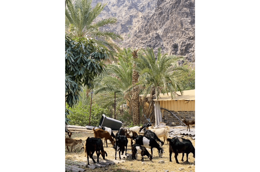 Dubaj kozy