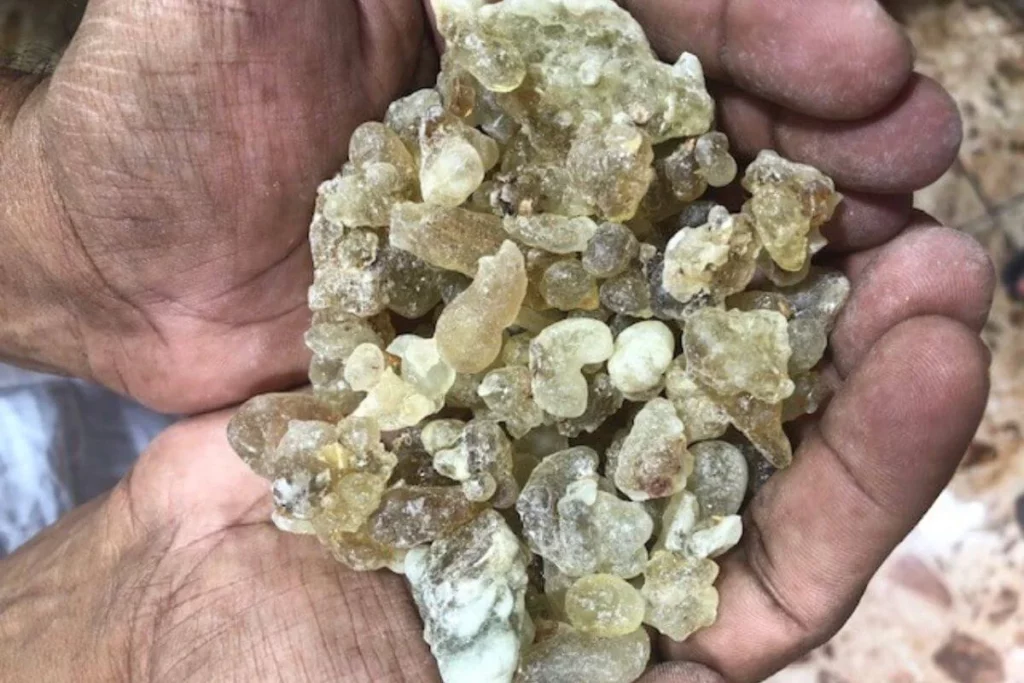 Muscat_Oman_plody