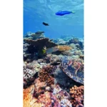 maledivy_mafushi_potapeni
