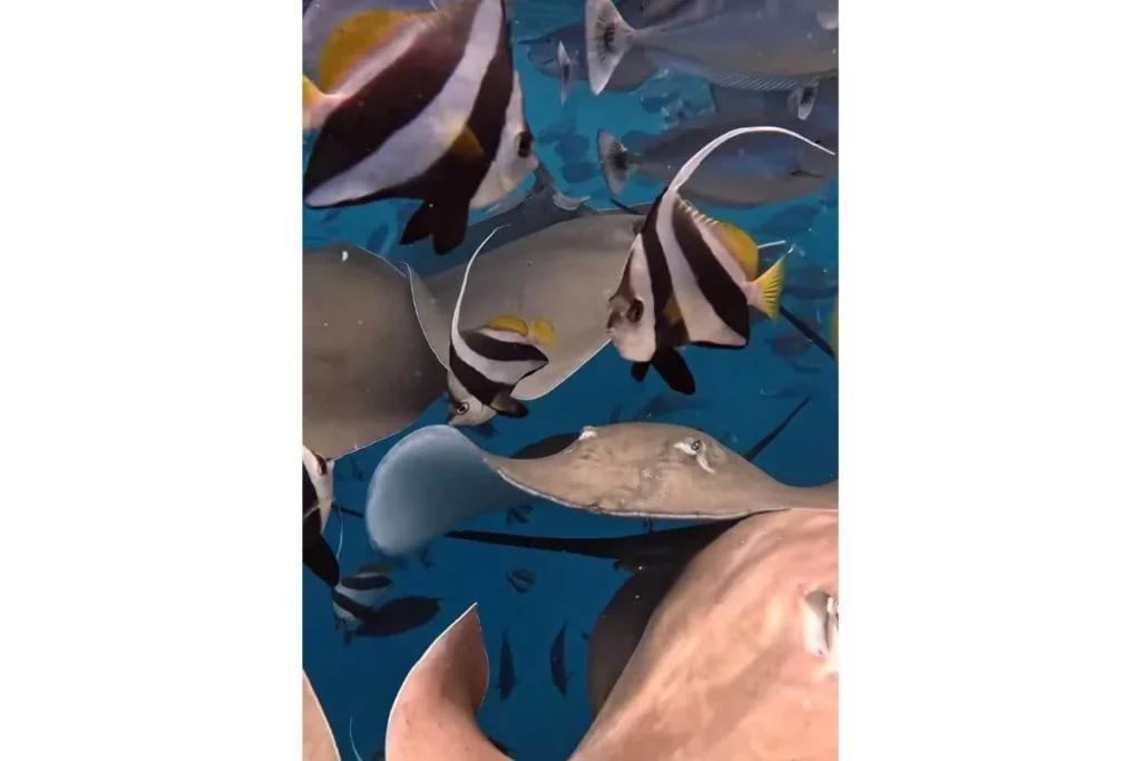 maledivy_potapeni