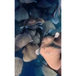maledivy_rejnoci