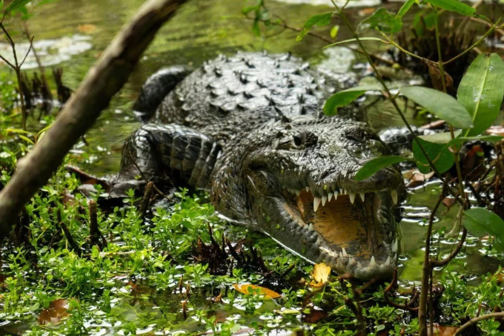 Krokodýli během výletu do Rio Lagartos