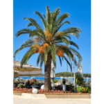 Palma Rogoznica