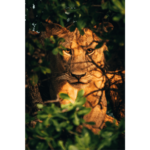 Lvíče Safari Zanzibar