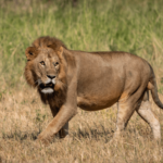 Safari v Tanzánii lev