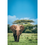 Slon safari zanzibar