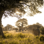 Výlet ze Zanzibaru na Safari