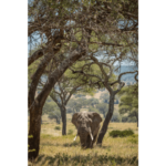 Ze Zanzibaru na Safari