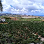 Výlet na plantáže s průvodcem na Gran Canaria
