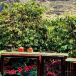 Plantáže na Gran Canaria výlet s průvodcem