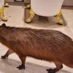 Tokio s dětmi, kapybara