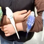 Tokio s dětmi, papoušci